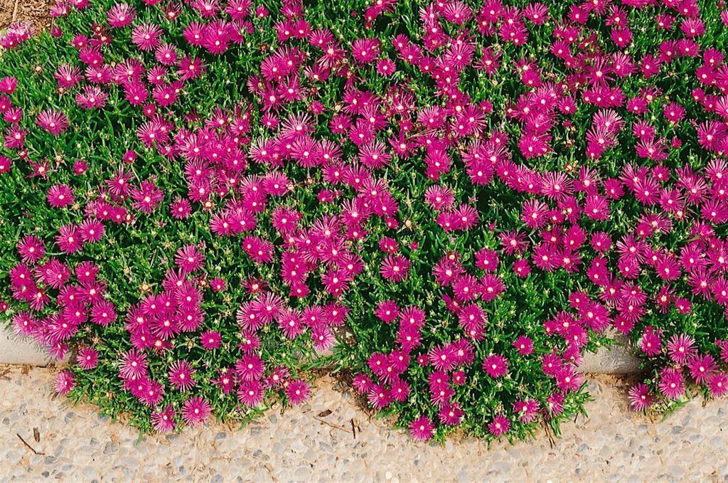 Delosperma cooperi, karminrot, ca. 9x9 cm Topf Produktbild 