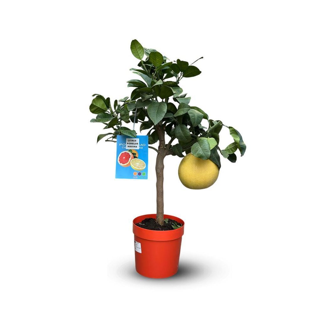 Pamplemoussier - pomelos maxima - citrus maxima - agrume Image du produit 