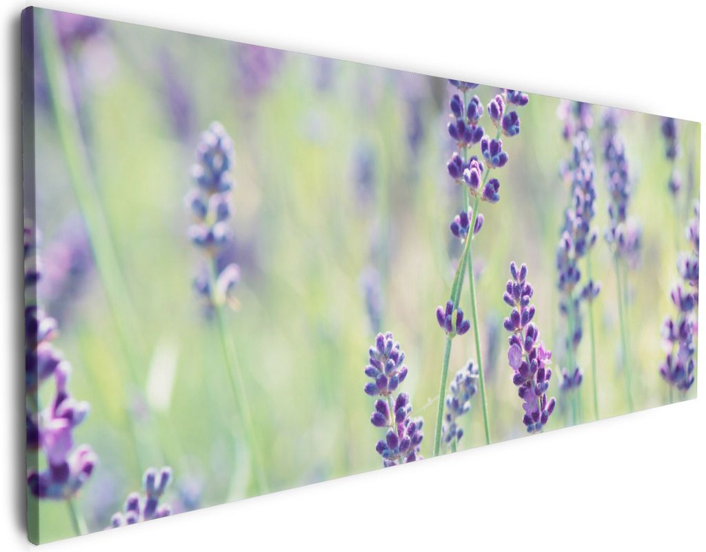 Wallario Premium Leinwandbild Lila Blumenfreude - Violette Pflanzen auf der Wiese in Größe 50 x 125 cm
