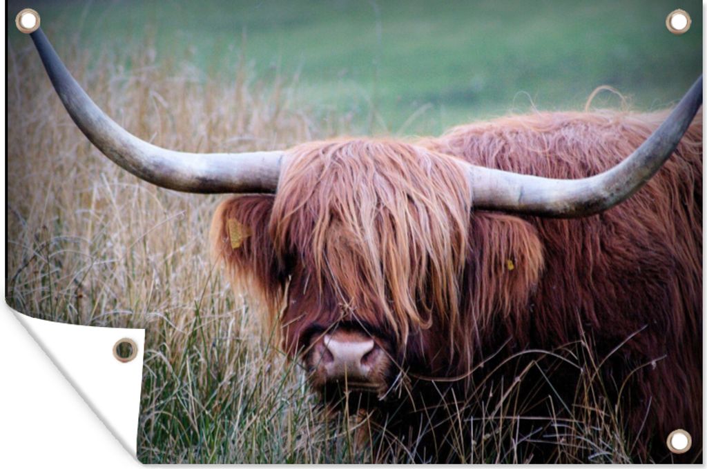 MuchoWow 90x60 cm Outdoor-Poster Gartendeko Sichtschutz Garten Poster für den Garten Schottischer Highlander - Hörner - Gras
