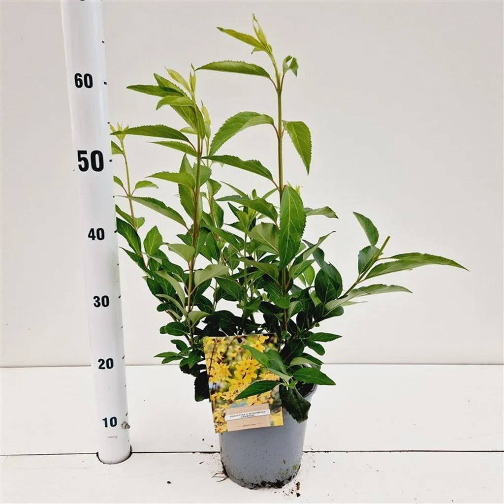 Forsythia intermedia Lynwood - Arbuste de Printemps 40-50 cm en Pot