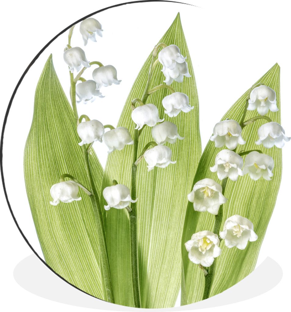 MuchoWow Aluminium Wandkreis Ein Porträt der weißen Blüten der Lilie von Dalen Ø 30 cm Wanddeko Modern Wohnzimmer - Wand Bild - Wohnzimmer - ...