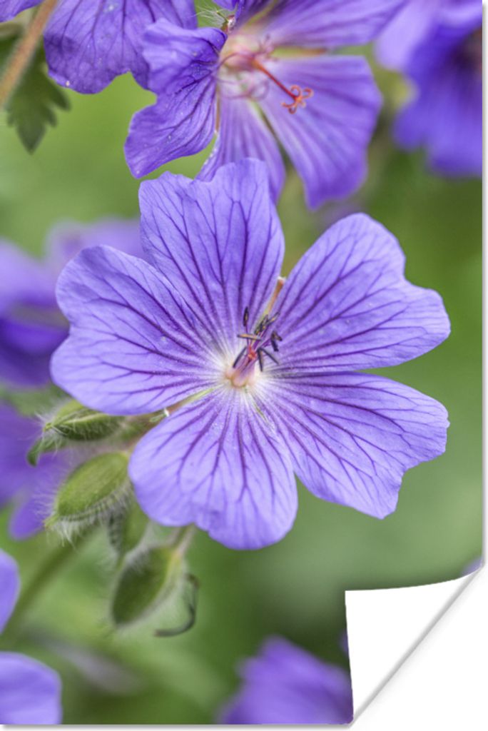 MuchoWow Poster Violette Geranien in voller Blüte 120x180 cm - Kunstposter