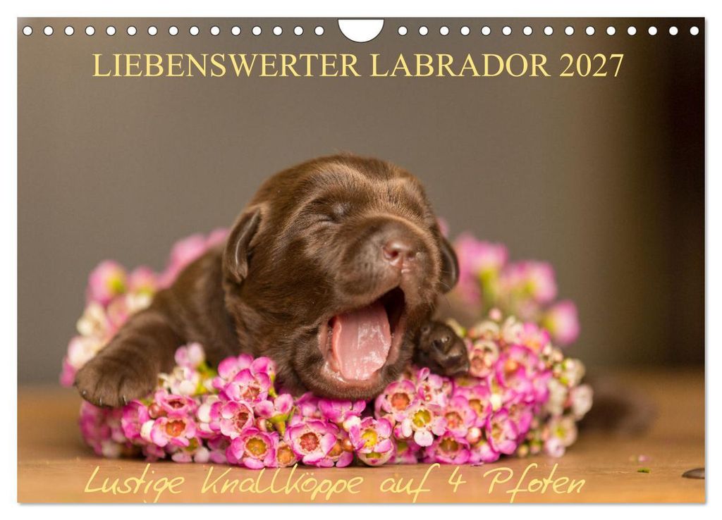Liebenswerter Labrador 2027 (Wandkalender 2027 DIN A4 quer), CALVENDO Monatskalender