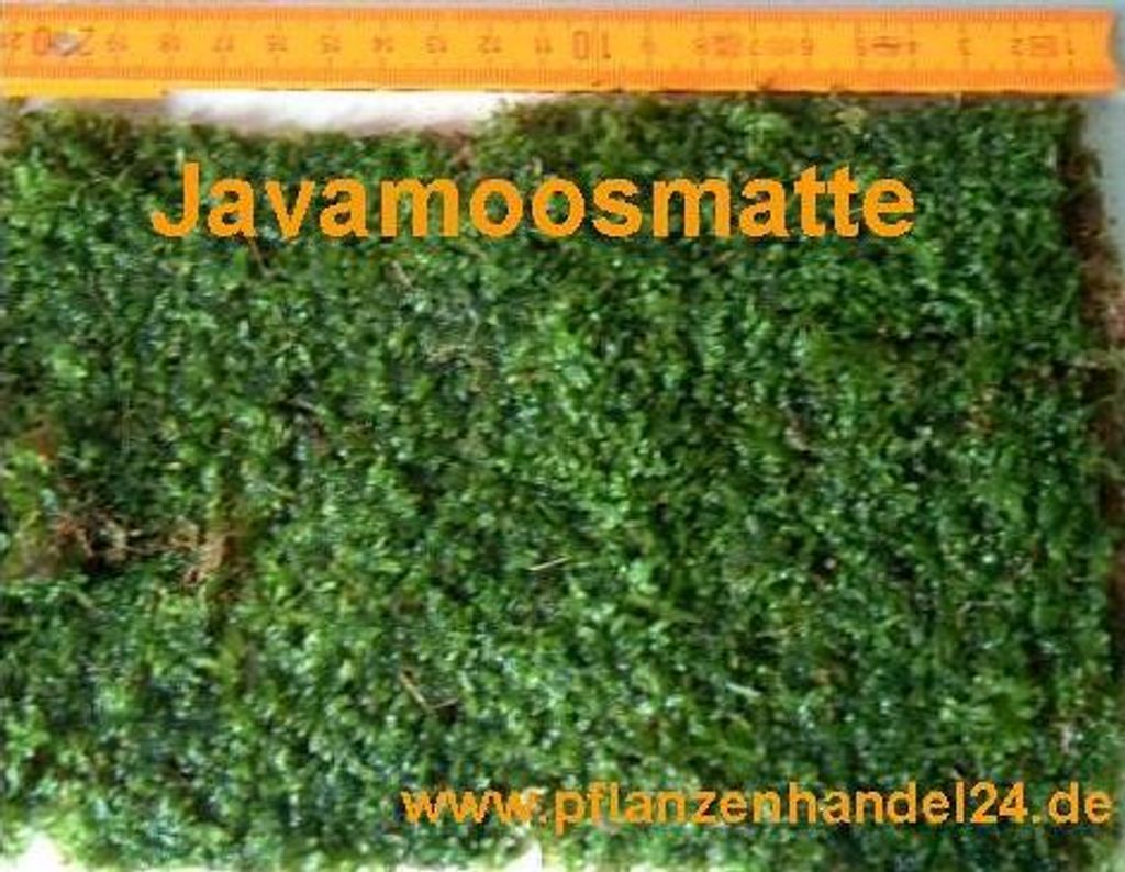 Javamoosmatte 21x14 cm, Javamoos, Moos, Garnelen Produktbild 