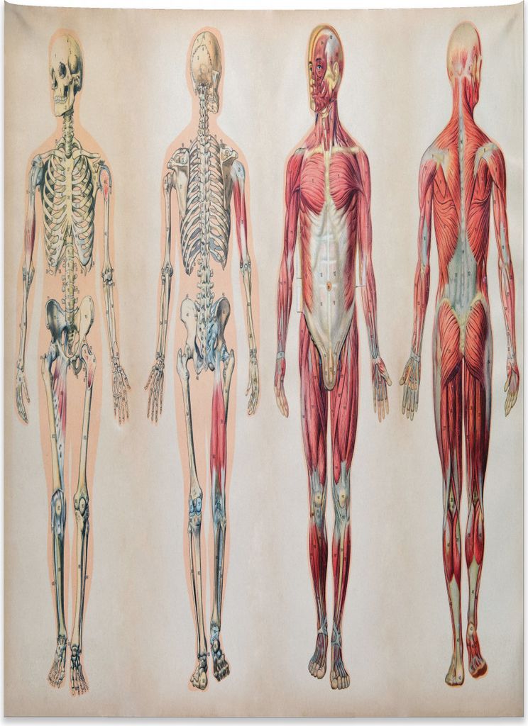 Abakuhaus Jahrgang Wandteppich, Anatomie menschlicher Körper aus Weiches Mikrofaser Stoff Kein Verblassen Klare Farben Waschbar, 110 x 150 cm, Cre...