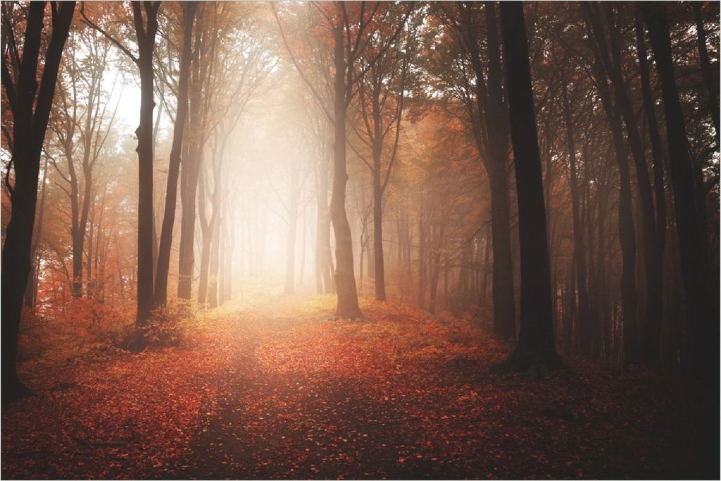 Wallario Poster - Herbstwald - Weg zu einer Lichtung im Wald, Kunstdruck Größe: 61 x 91,50 cm