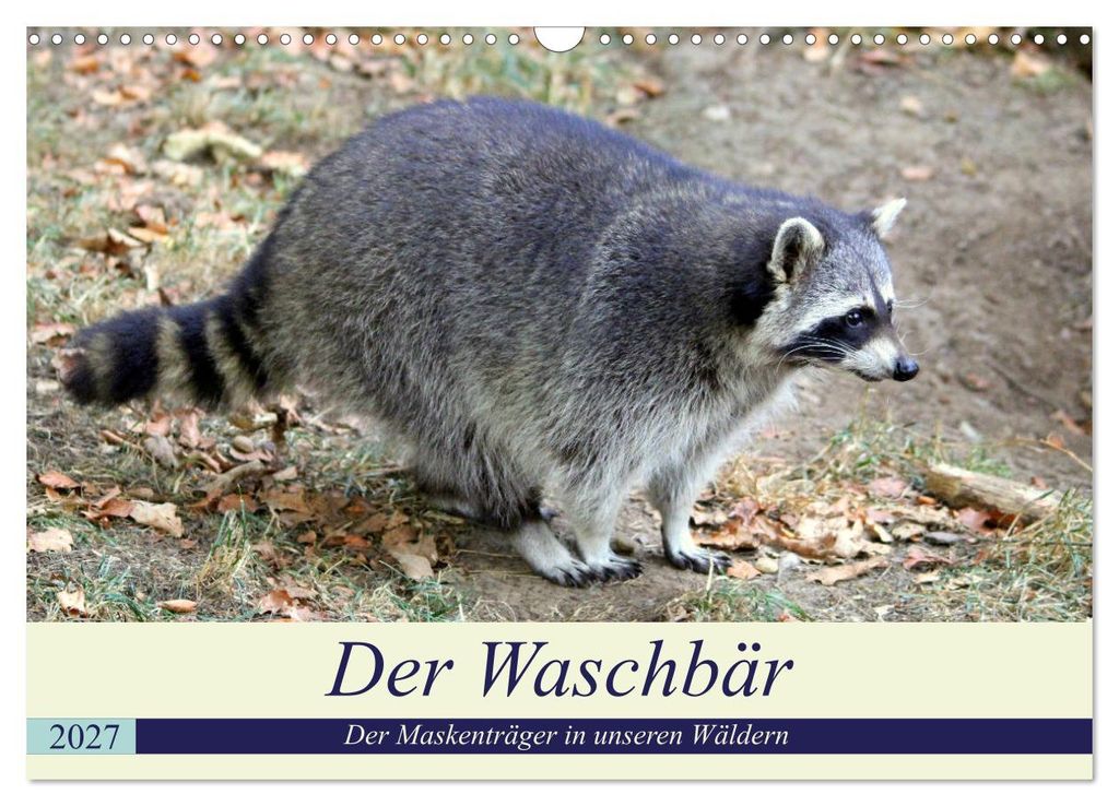 Der Waschbär - Der Maskenträger in unseren Wäldern (Wandkalender 2027 DIN A3 quer), CALVENDO Monatskalender