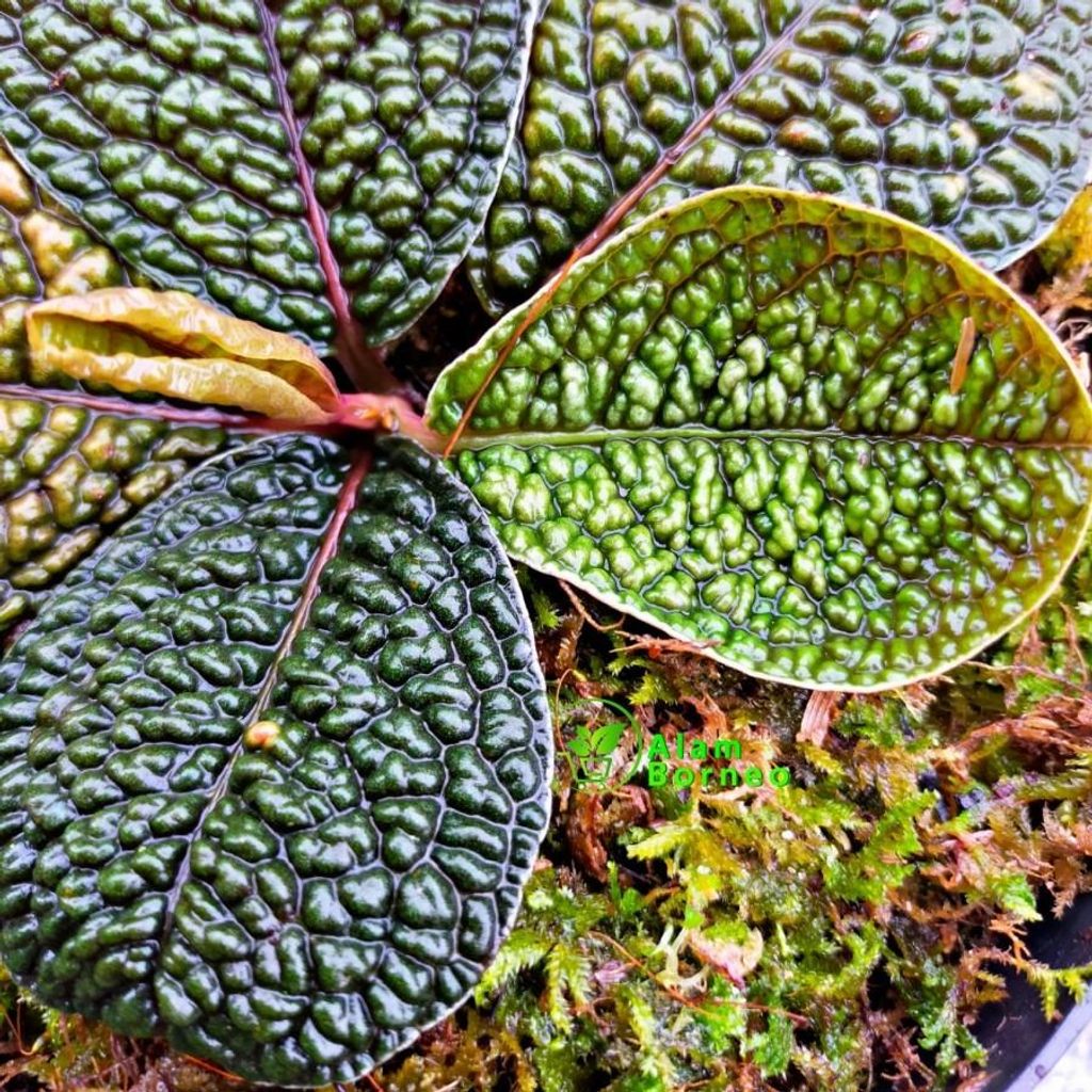 Dinosaurierpflanze (Labisia sp. 'Dino') - 1 Samen