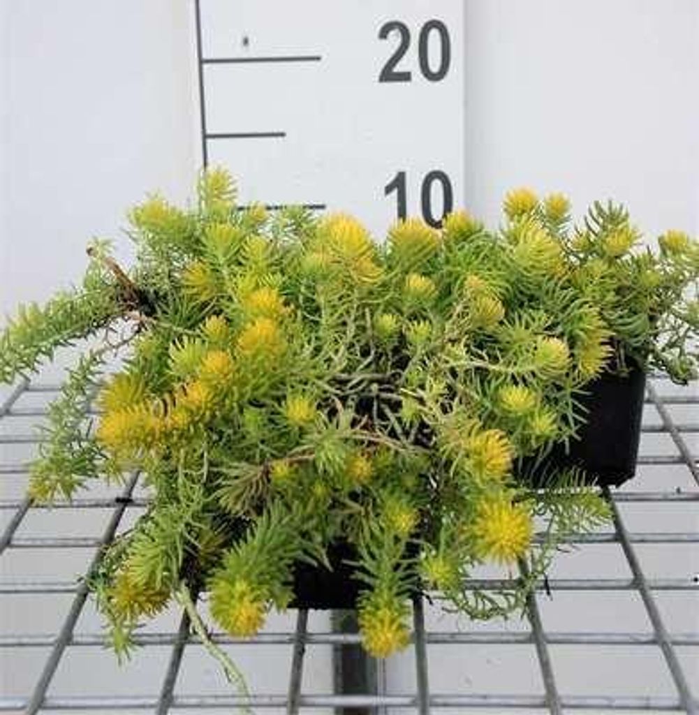 6 x Sedum refl. 'Angelina' - Fettblatt - Topf 9 x 9 cm