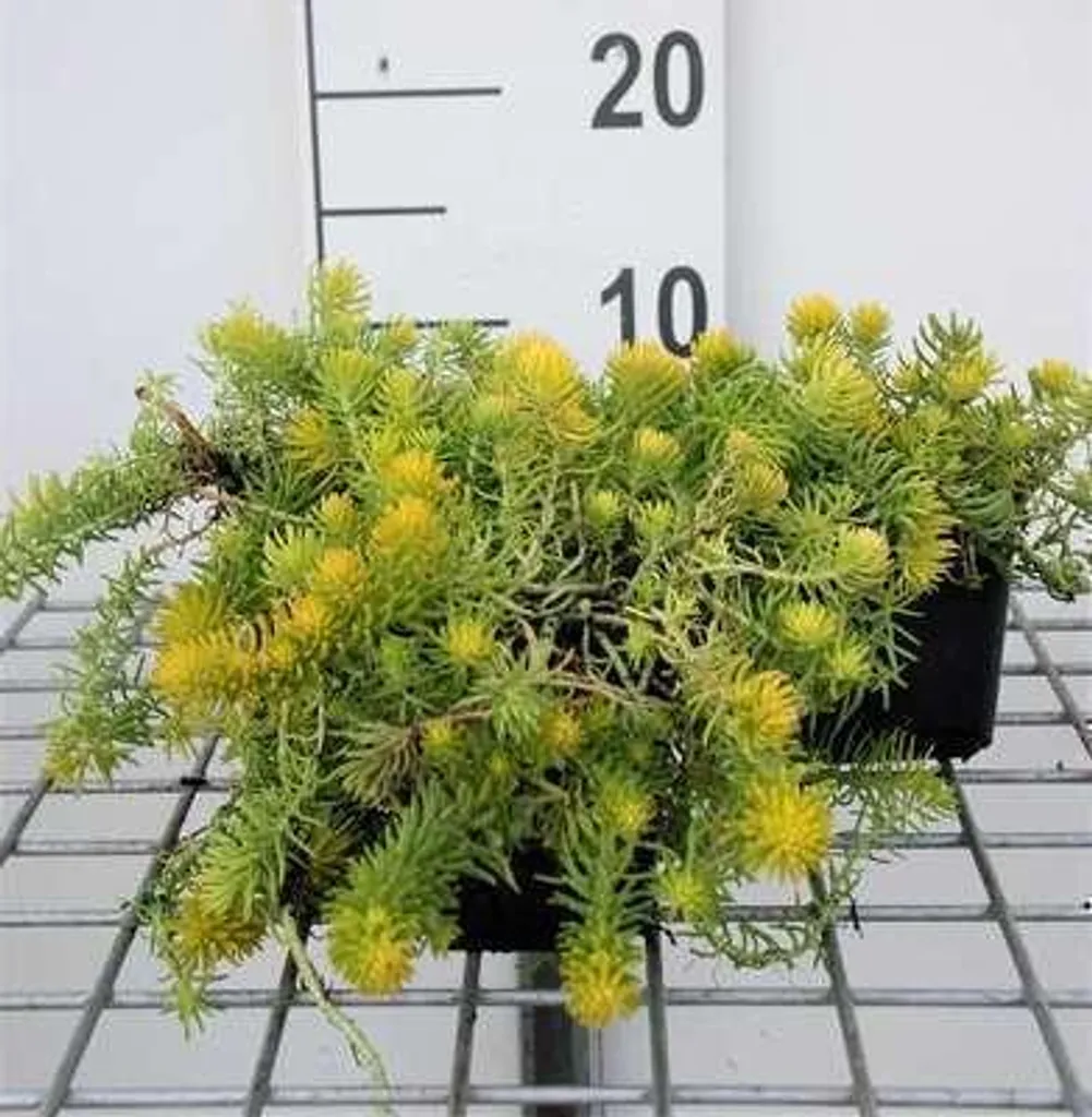 Sedum Angelina pour toiture végétalisée et rocaille - 6 plants en pot