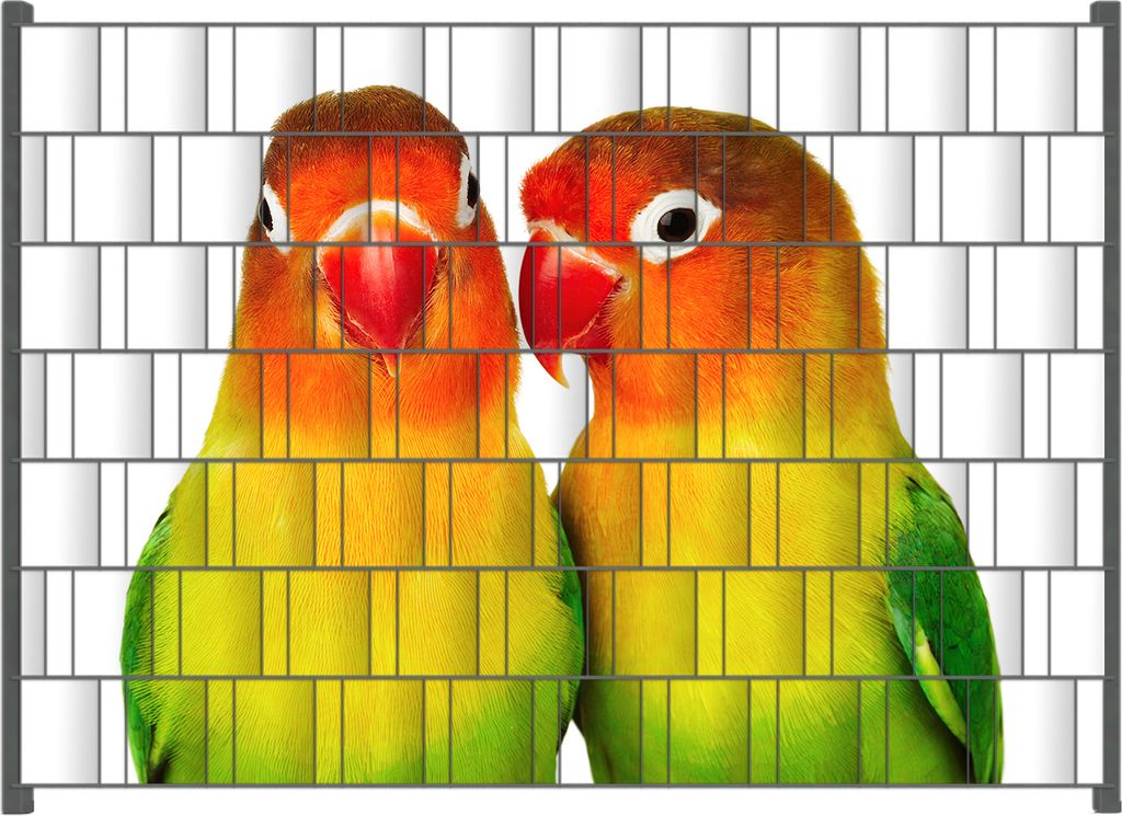 Wallario Zaunsichtschutz mit Motiv Papageien auf dem dünnen Ast für Ein- und Doppelstabmatten Zäune in der Größe 200 x 140 cm