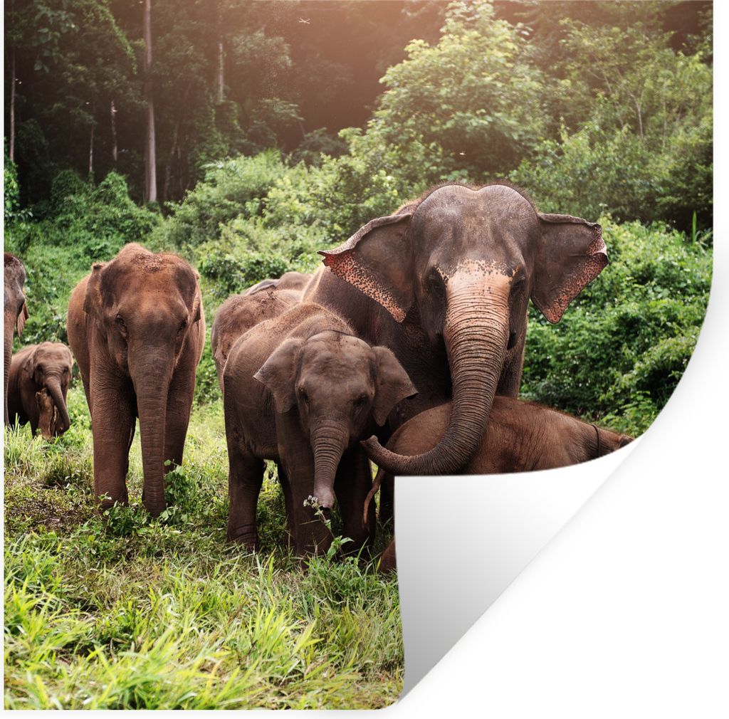 MuchoWow Wandtattoo Wandsticker Wandaufkleber Elefant - Tiere - Wald - Gras - Grün 30x30 cm Selbstklebend und Repositionierbar - Repositionierba...
