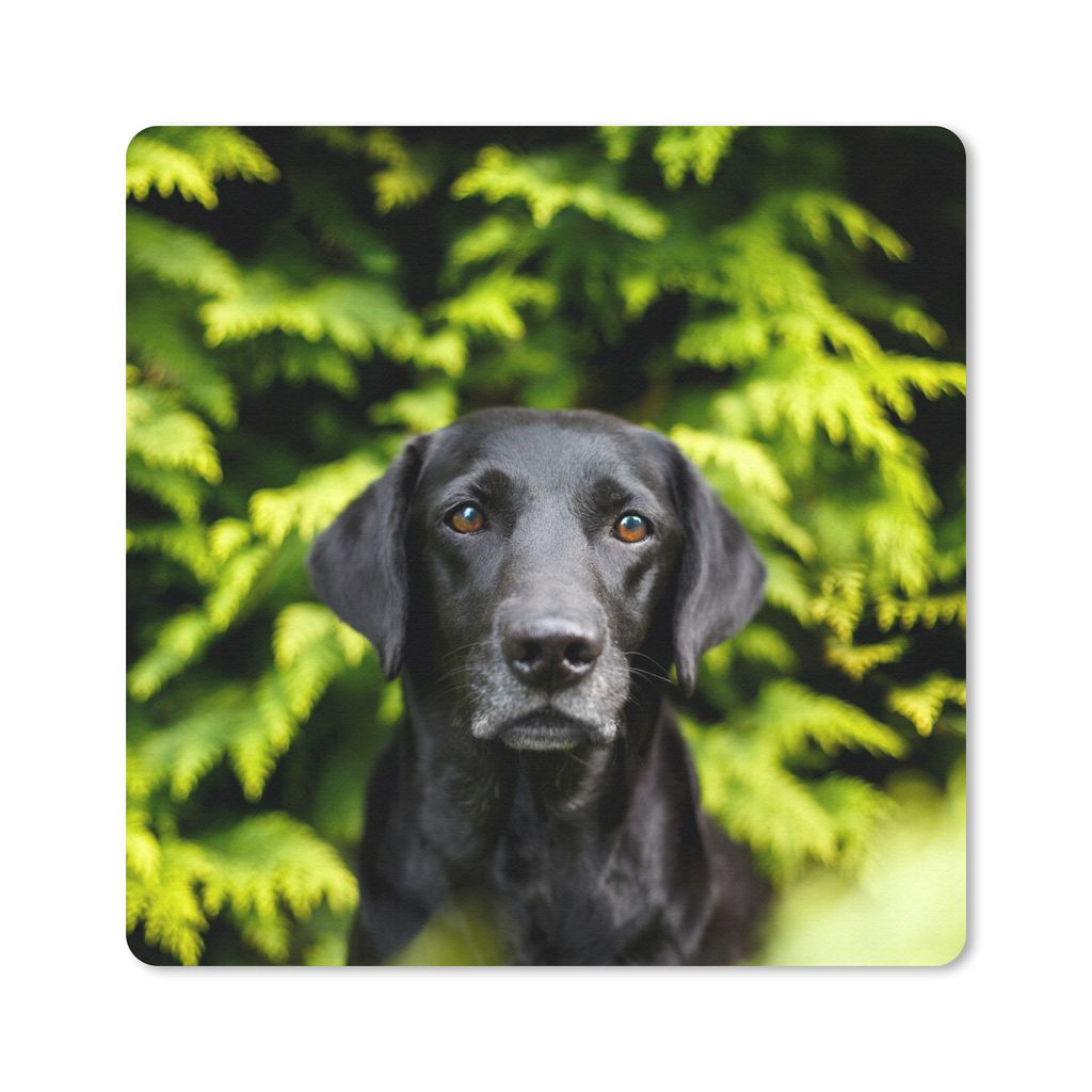 MuchoWow Mauspad Mousepad Ein schwarzer Labrador Retriever inmitten der grünen Blätter 30x30 cm - Mousepads - Maus Mat - Pad - Mausunterlage - ...