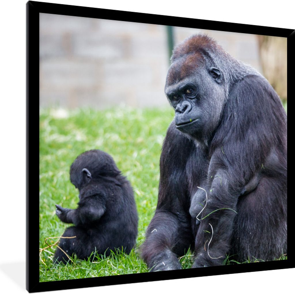 MuchoWow Gerahmtes Poster Ein großer Gorilla mit seinem Baby 40x40 cm - Poster mit Schwarzem Bilderrahmen Wandposter Rahmen Foto Bilder - Mit Ra...