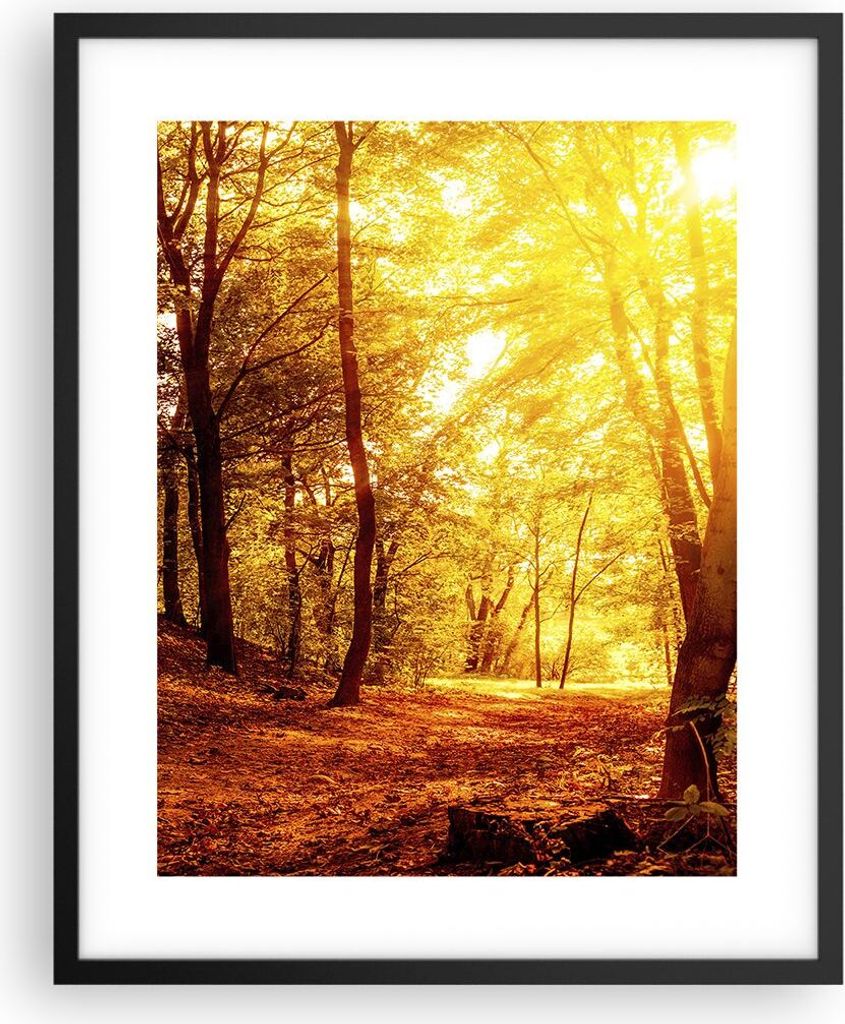 Gerahmtes Poster - Schwarzer Rahmen - Wald Baum Natur - 40x50 cm - Wand Bild - Wanddeko - Wandbilder - Kunstposter - Wandposter - Bilderrahmen - Bi...