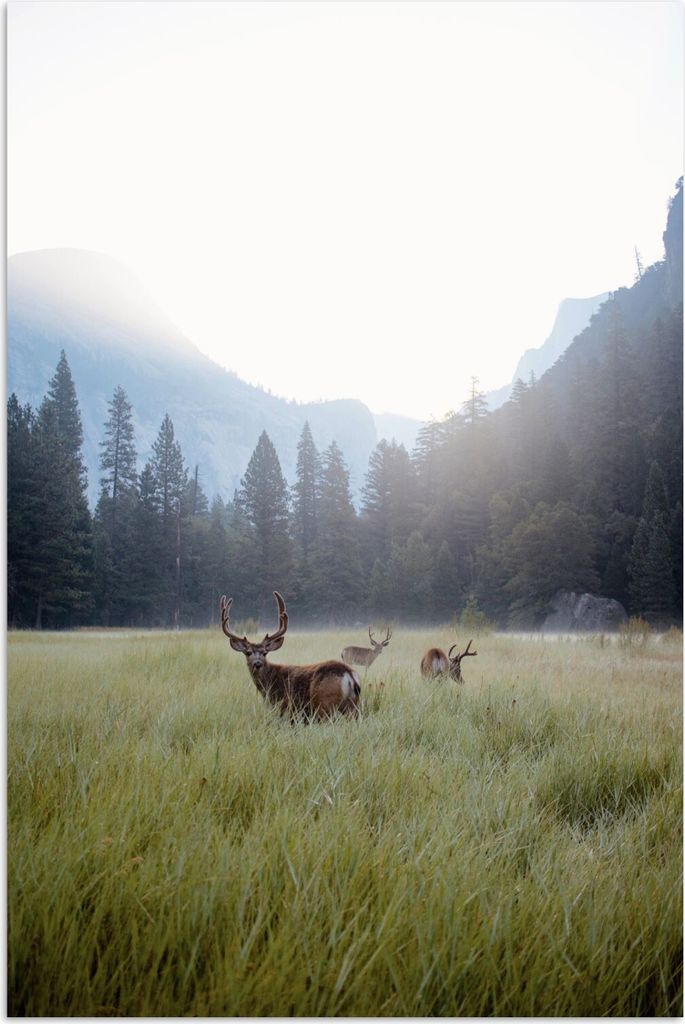 MuchoWow Poster Wald - Hirsche - Nebel 60x90 cm - Wanddekoration