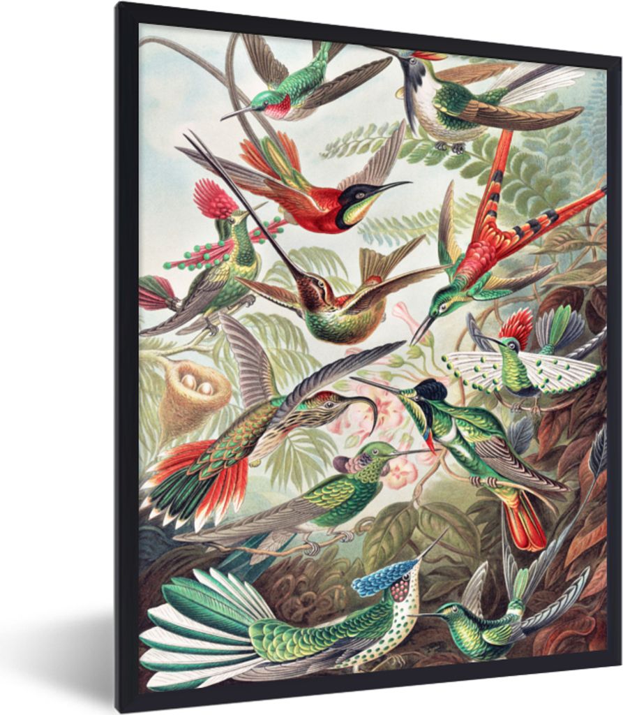 MuchoWow Gerahmtes Poster Kolibri - Vintage - Ernst Haeckel - Vogel - Kunst - Natur 30x40 cm - Poster mit Schwarzem Bilderrahmen Wandposter Rahme...