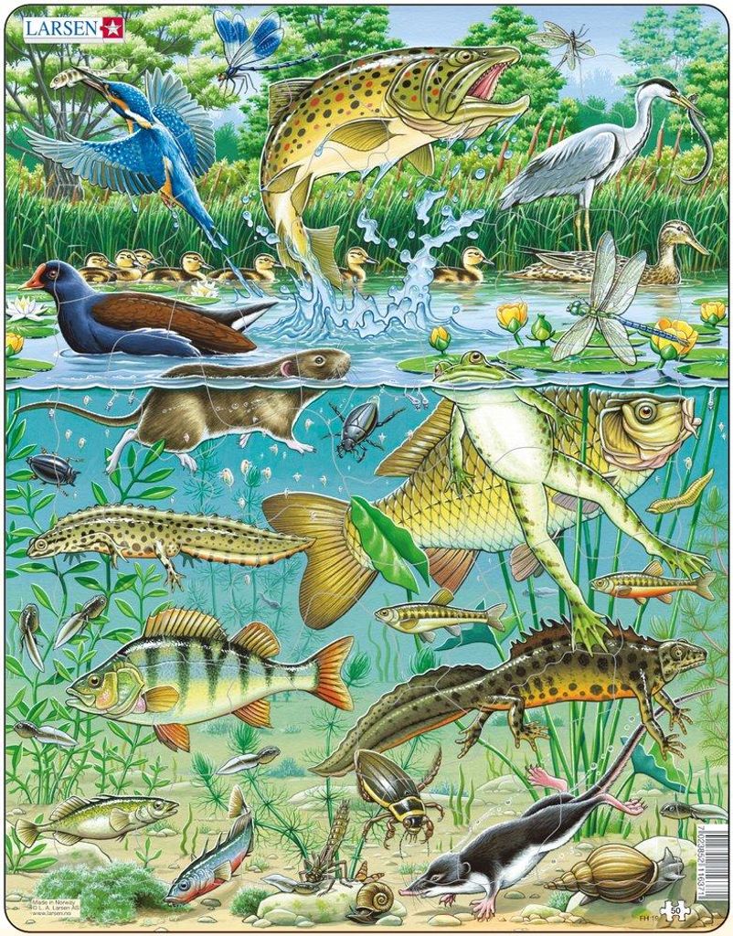 FH19 Puzzle Teich / Heimische Tiere im Gewässer