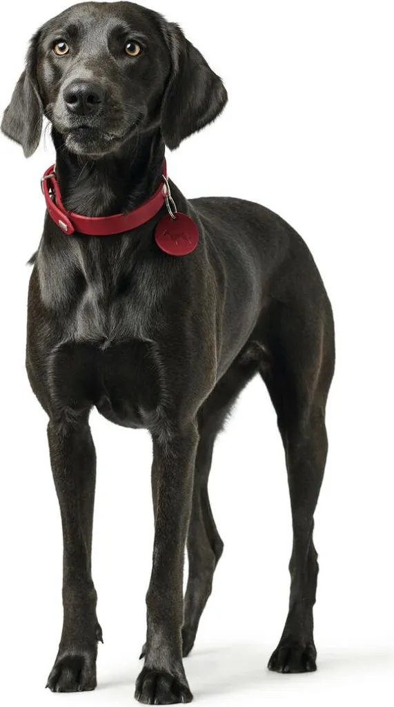 Hunter Aalborg Collare Pelle Rosso M | Stile e Robustezza 38-47cm - 4