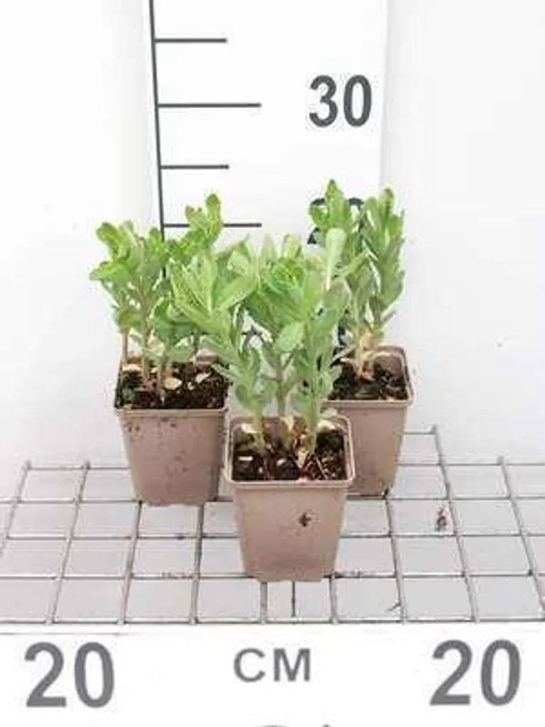 Plantes vivaces Sedum Munstead Purple - Lot de 6 godets pour jardin