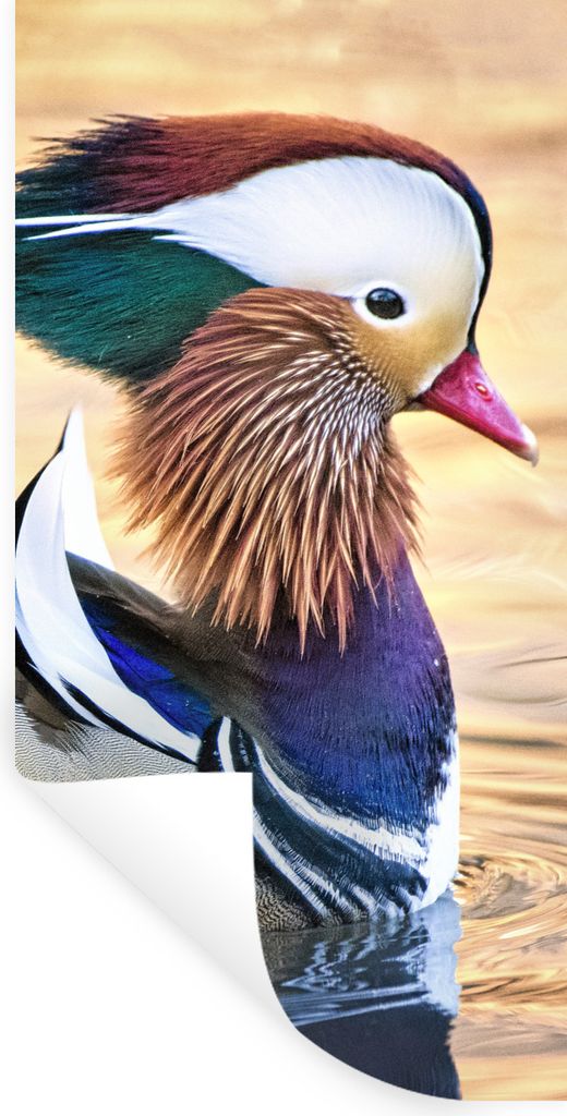 MuchoWow Wandtattoo Wandsticker Wandaufkleber Ente - Wasser - Tier 60x120 cm Selbstklebend und Repositionierbar - Selbstklebend - Fototapeten