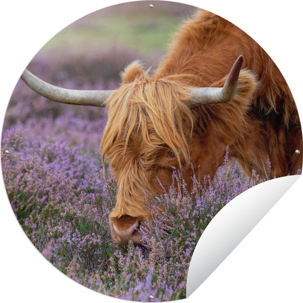 MuchoWow Gartenposter Outdoor-Poster Rund Schottischer Highlander - Tiere - Heide Ø 60 cm Gartendeko Rundes Poster draußen