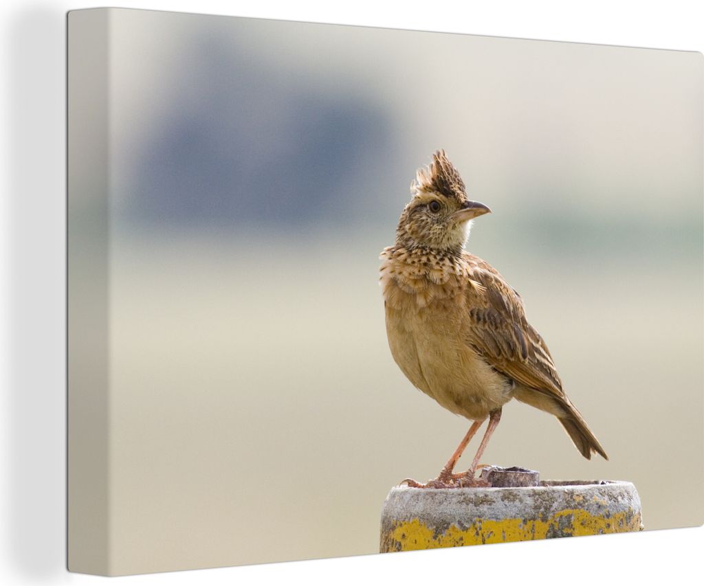 OneMillionCanvasses - Leinwandbilder - 140x90 cm, Lerche auf einer Stange, Wandbilder Kunstdruck Wanddekoration - Foto auf Leinwand - Gemälde au...