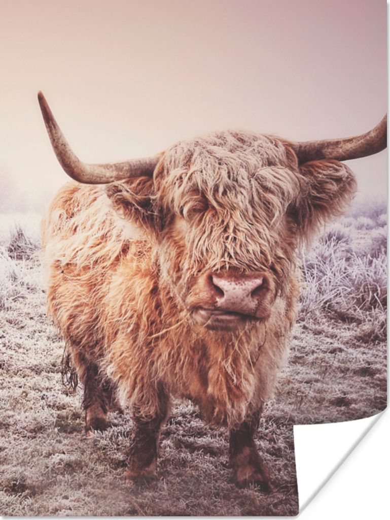 MuchoWow Poster Schottische Highlander - Schnee - Sonne 90x120 cm - Wohnzimmer