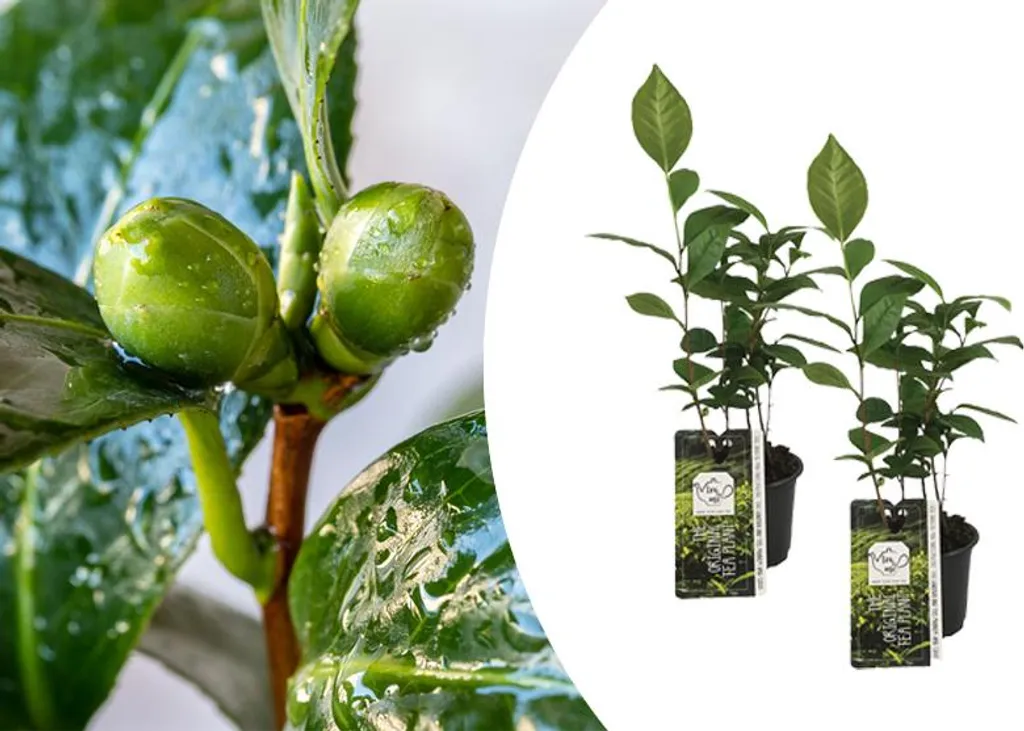 Théier Camellia Sinensis en Lot de 2 Plantes de Jardin pour Thé Maison