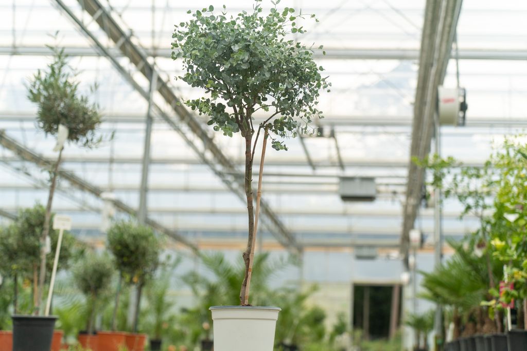Eucalyptus Stamm Eukalyptusbaum, 90 - 120 cm, Pflanze Produktbild 9