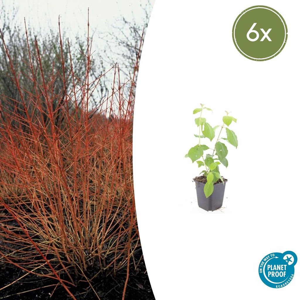 Roter Hartriegel - Cornus sanguinea 'Midwinter Fire' - Heckenpflanze - 9cm Topf - Set mit 6 Pflanzen