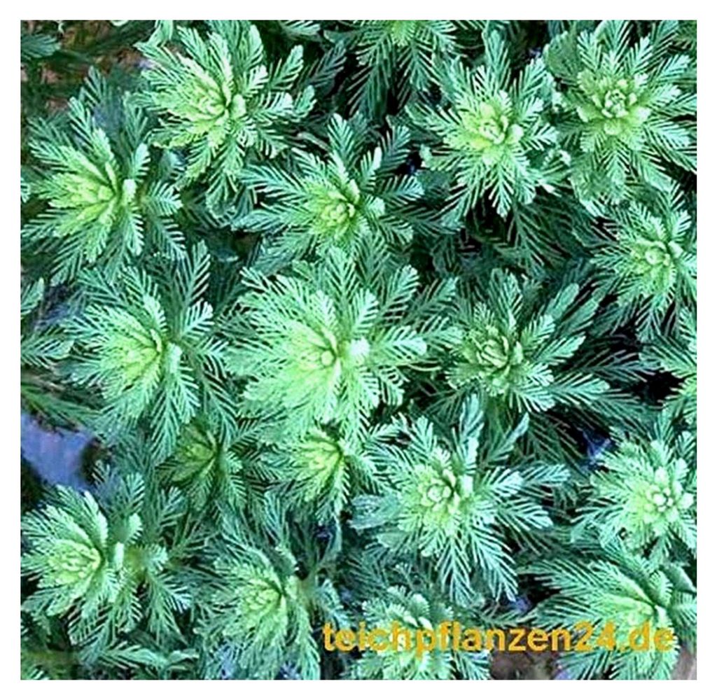 Wasserpflanzenmix XXL für den Gartenteich, 5 Sorten Teichpflanzen, 16 Bund/Portionen