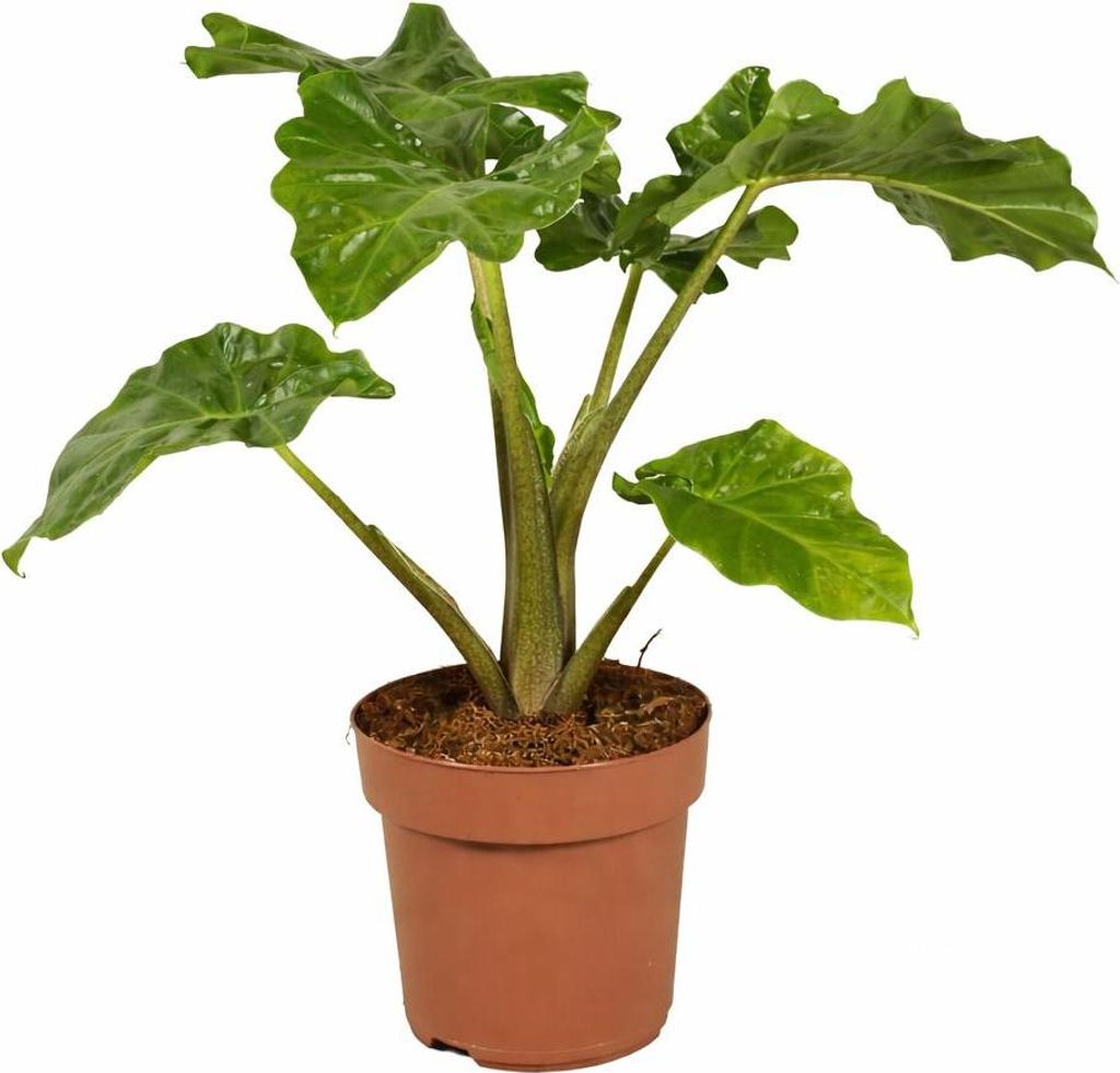 Alocasia Low Rider 60-80 cm – Exotische Zimmerpflanze, Pflegeleicht, Große Grüne Blätter, Dekoration für Zuhause
