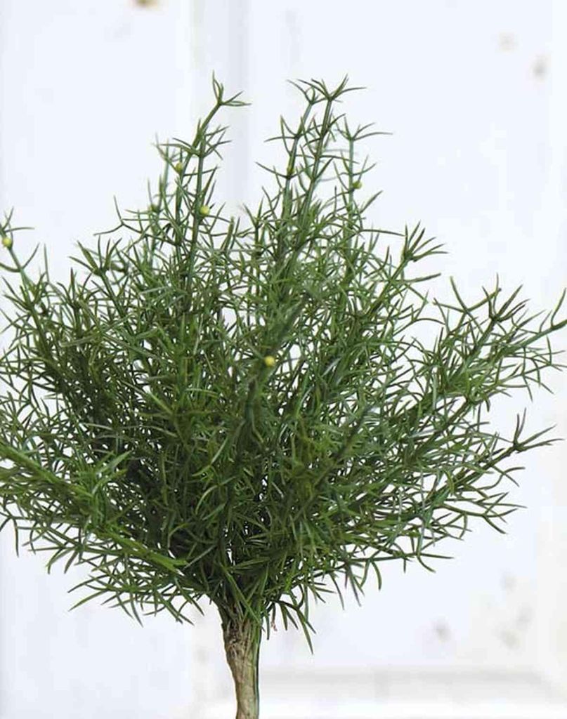 artplants.de Plastik Asparagus sprengeri Frederick, Steckstab, 25cm - Kunst Asparagus sprengeri