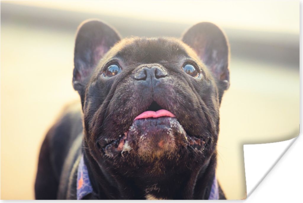 MuchoWow Poster Französische Bulldogge - Schwarz - Sonne 180x120 cm - Fotoplakat