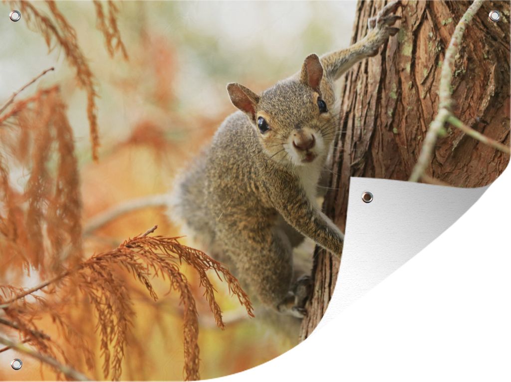 MuchoWow 40x30 cm Outdoor-Poster Gartendeko Sichtschutz Garten Poster für den Garten Eichhörnchen - Baum - Herbst