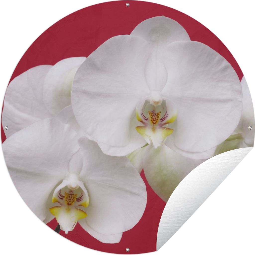 MuchoWow Gartenposter Outdoor-Poster Rund Weiße Orchidee auf Rot Ø 90 cm Gartendeko Rundes Poster draußen