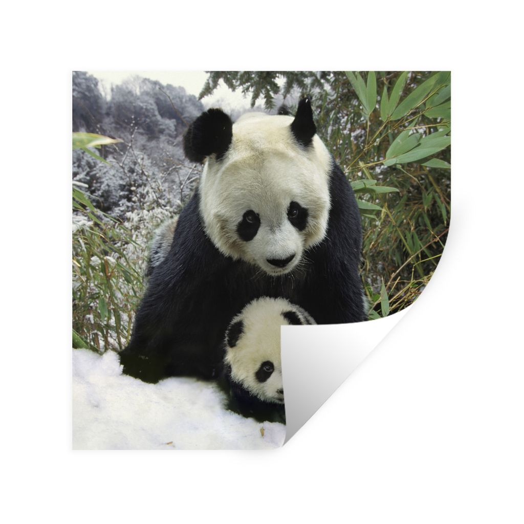 MuchoWow Wandtattoo Wandsticker Wandaufkleber Panda - Jungtier - Schnee 80x80 cm Selbstklebend und Repositionierbar - Wierderverwendbar - Selbstk...