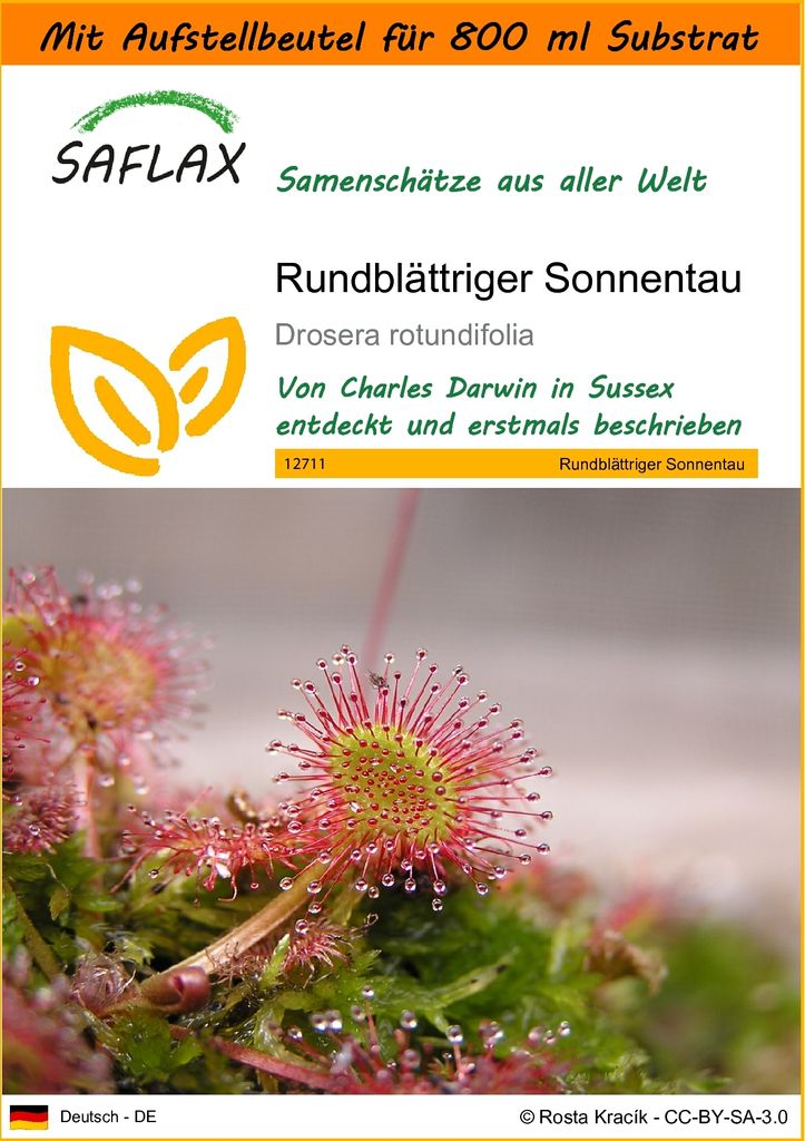 SAFLAX - Garden in the Bag - Rundblättriger Sonnentau - 50 Samen - Mit Anzuchtsubstrat im praktischen, selbst aufstellenden Beutel - Drosera rotun...