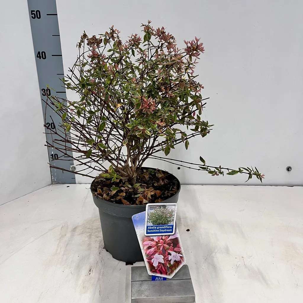 Abelia Sunshine Daydream pour Balcon et Terrasse - Pot 30-35 cm Abelops