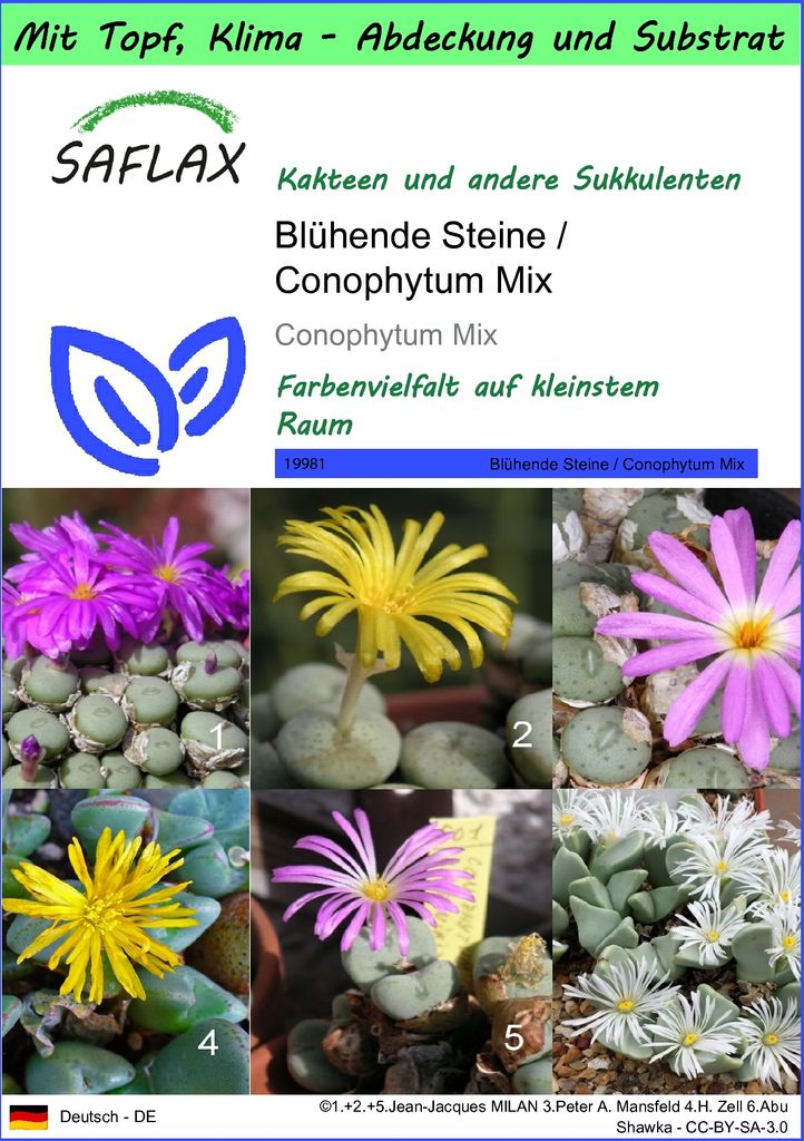 SAFLAX Garden to go - Blühende Steine / Conophytum Mix - Conophytum Mix - 40 Samen - Mit Topf, Klima - Deckel und Anzuchtsubstrat