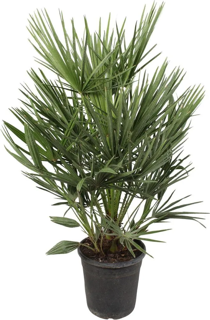 Palmier nain Chamaerops Humilis pour balcon et terrasse ensoleillée