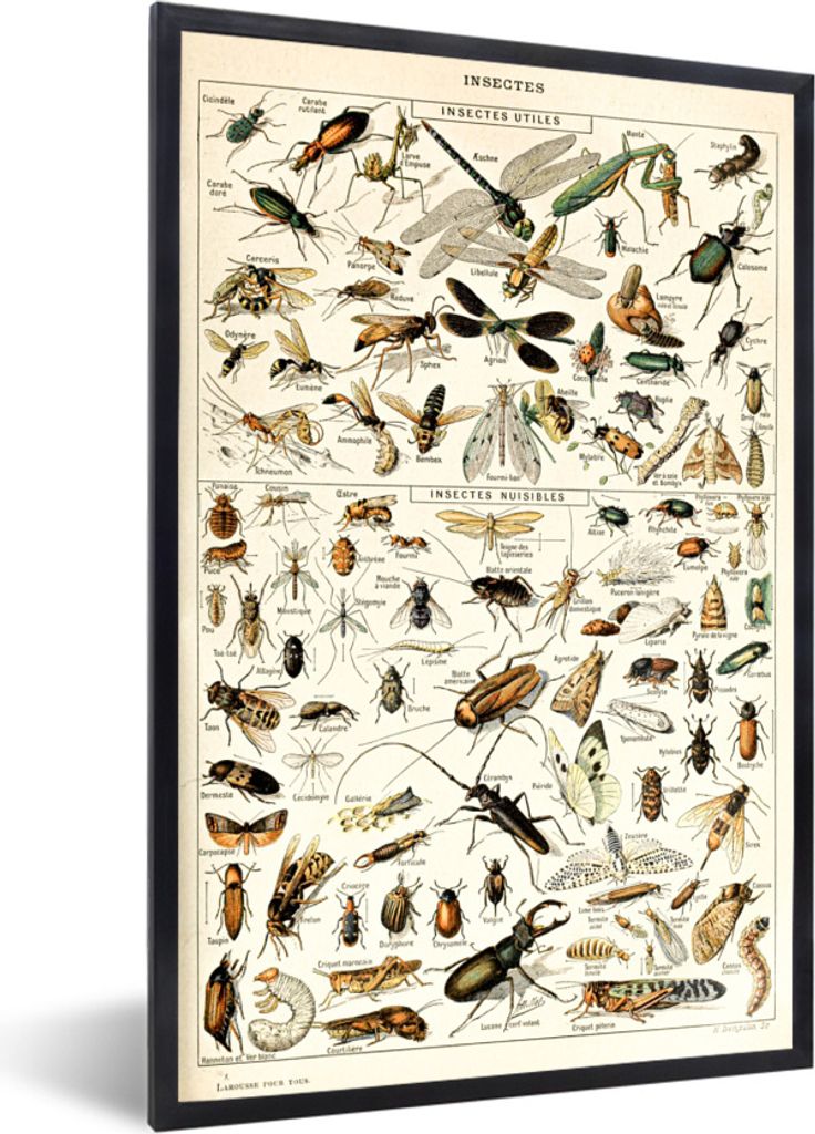 MuchoWow Gerahmtes Poster Tier - Insekt - Käfer 60x90 cm - Poster mit Schwarzem Bilderrahmen Wandposter Rahmen Foto Bilder - Kunst