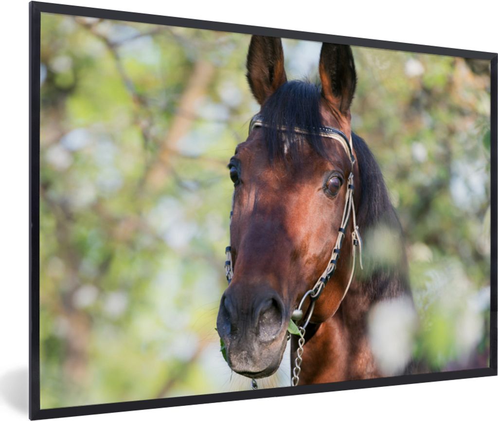MuchoWow Gerahmtes Poster Pferde - Blüte - Frühling - Tiere 90x60 cm - Poster mit Schwarzem Bilderrahmen Wandposter Rahmen Foto Bilder - Fotora...