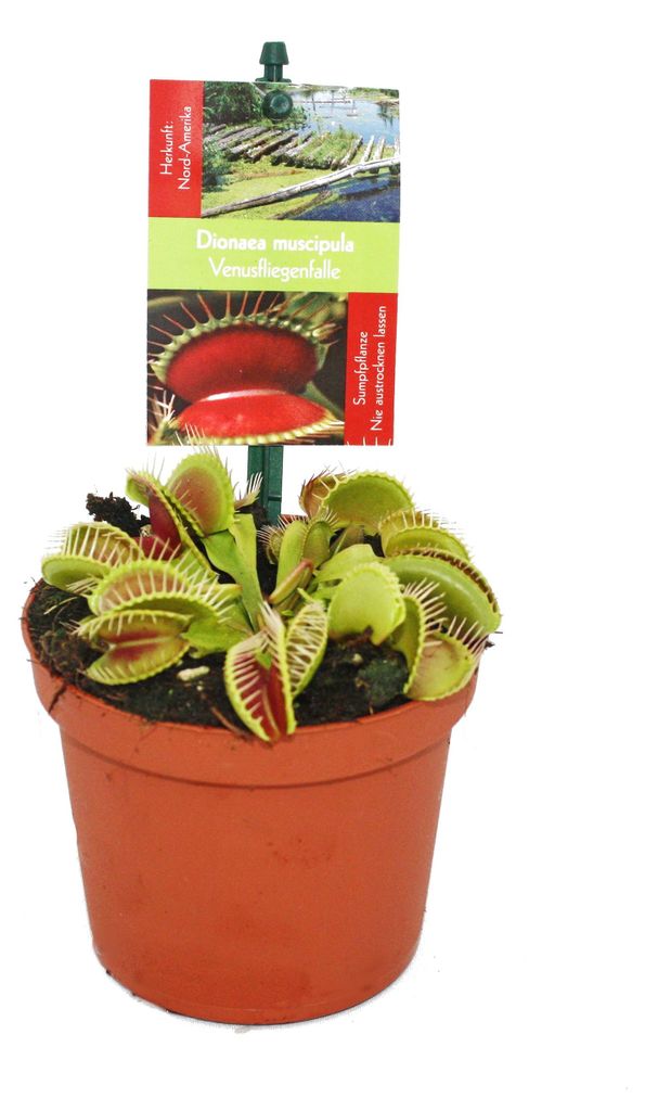 Venusfliegenfalle - Dionaea muscipula - 9cm Topf Produktbild 
