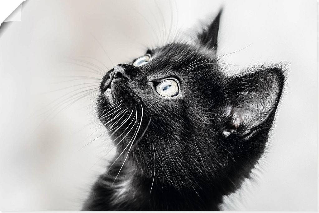 ARTland Poster Schwarze Katze Größe: 60x40 cm