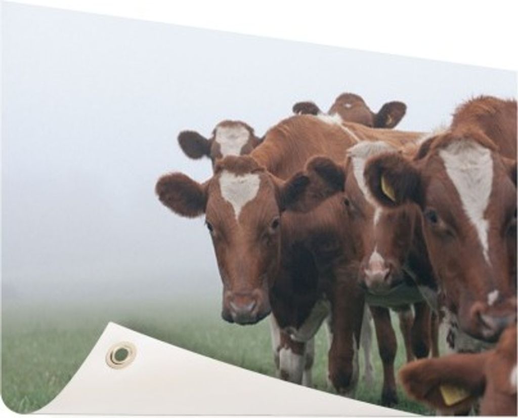 Gartenposter - 60x40 cm - Gruppe neugieriger Kühe - Modernes Wandbilder - NutzTierposter