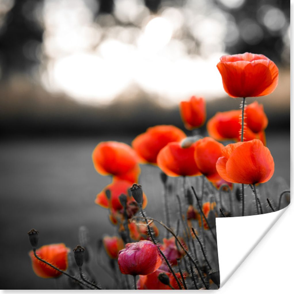 MuchoWow Poster Wilde rote Mohnblumen auf einem großen Feld mit schwarzem und weißem Hintergrund 100x100 cm - Babyzimmer