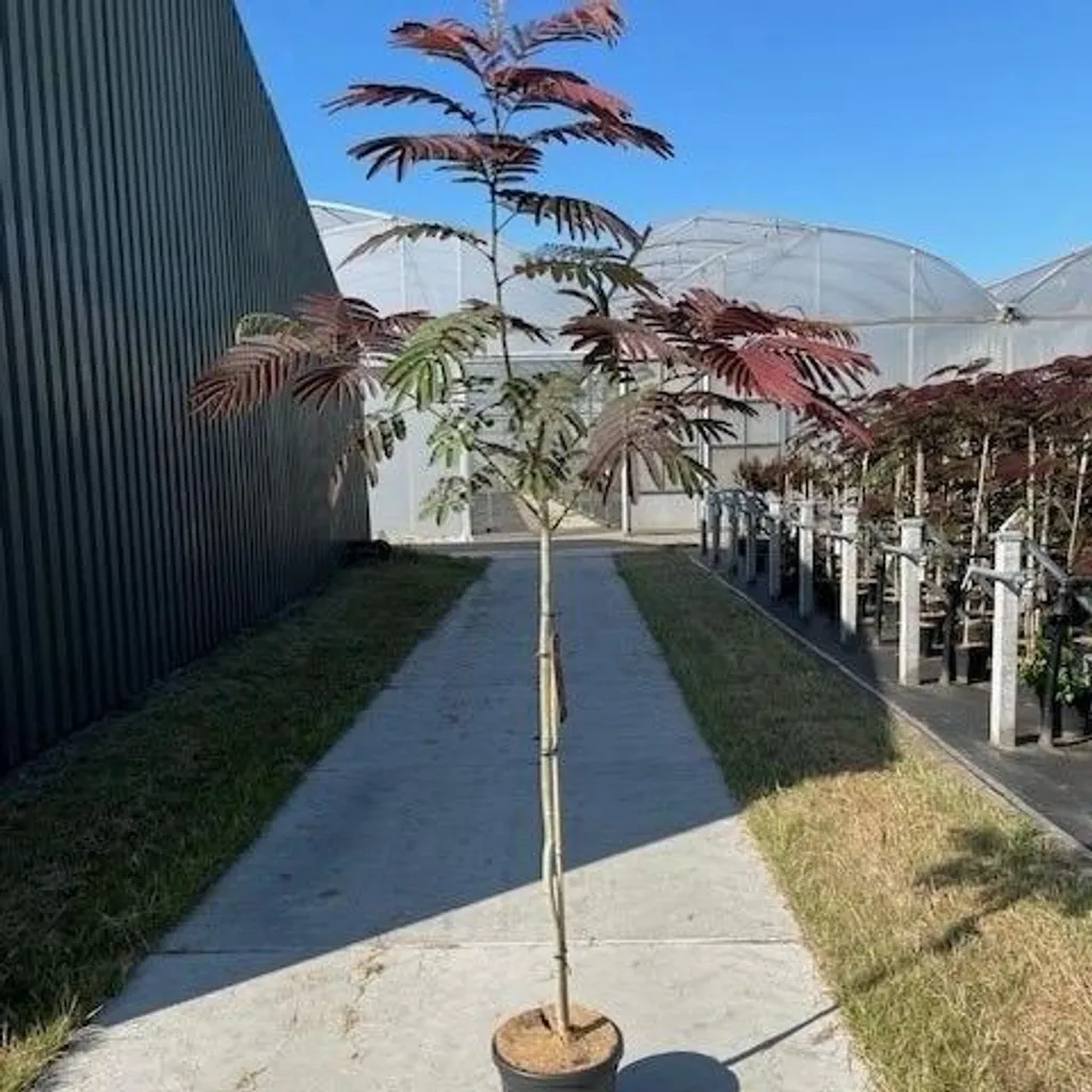 Albizia julibrissin Evey's Pride - Arbre à soie pourpre 120 cm en pot